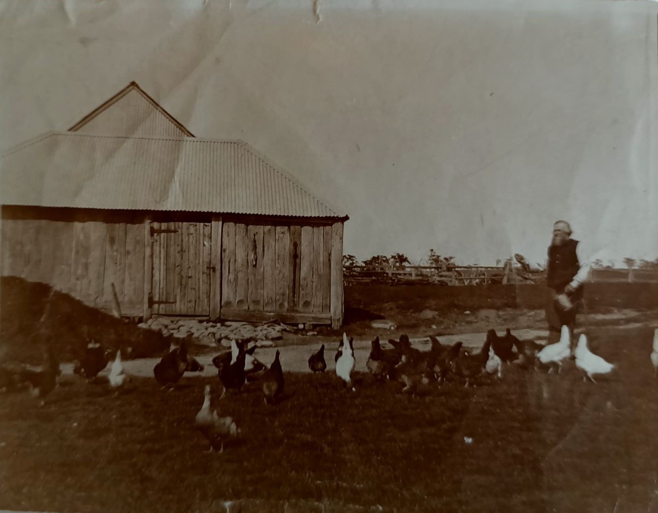 George Poulter feeding the chickens at Leslie Dell. Circa 1880.