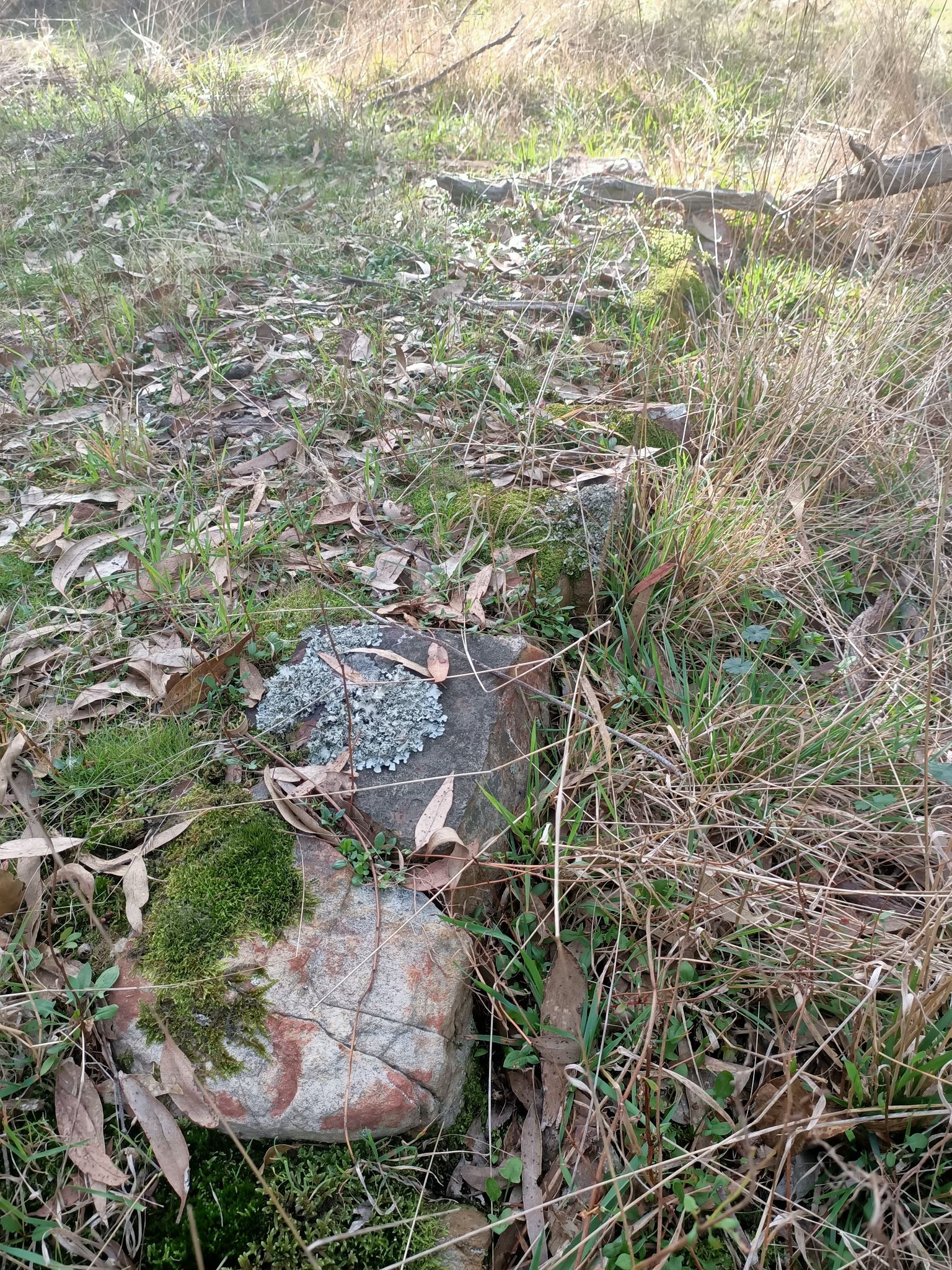 The remains of a garden edge made from stones